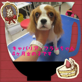 キャバリア・フランちゃんは4か月の女の子です。