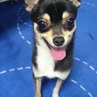 ブラックタン血統書付