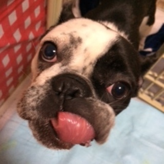 フレンチブルドッグの推定６歳のみかんちゃん