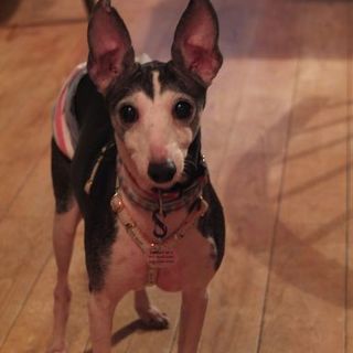 イタリアングレイハウンドのかっこいいピット君