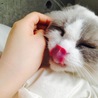 の写真