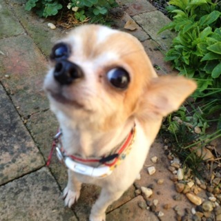 可愛いチワワのゆあちゃんです