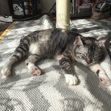 気持ちええ天気や。