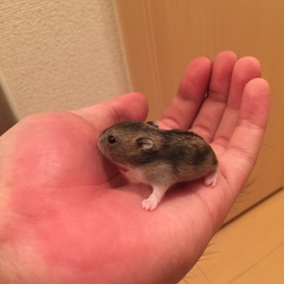 ジャンガリアンハムスター ノーマルカラー 子ハム。