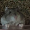 はるじおん