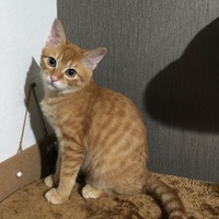 Reon