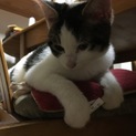 可愛い子猫です