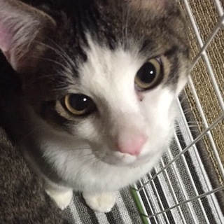 猫の里親募集中ですヾ(･ω･`*)