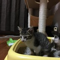 可愛い子猫です！