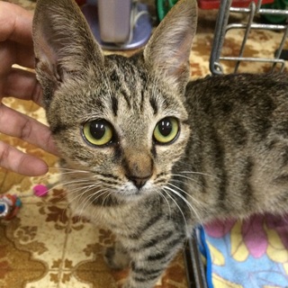 可愛いキジトラちゃん