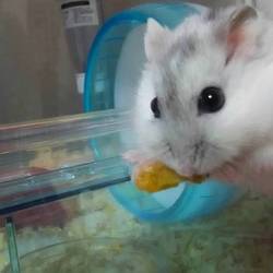 食いしん坊ハムスター