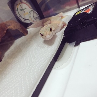 ヒョウモントカゲモドキ