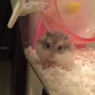 海外移住のため緊募！札幌市内自宅までお届けします