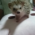 ハリネズミ(6カ月メス)