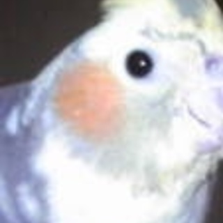 オカメインコ4羽 里親様募集 (愛媛県)