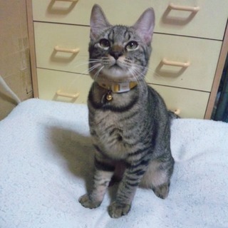 甘ったれのキジトラ男の子