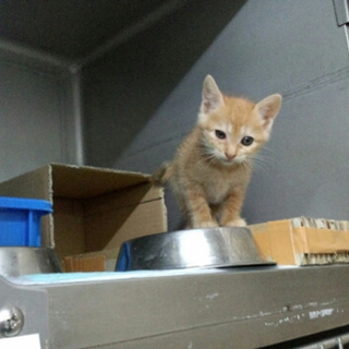 可愛い茶トラの１か月ちょっとの女の子！