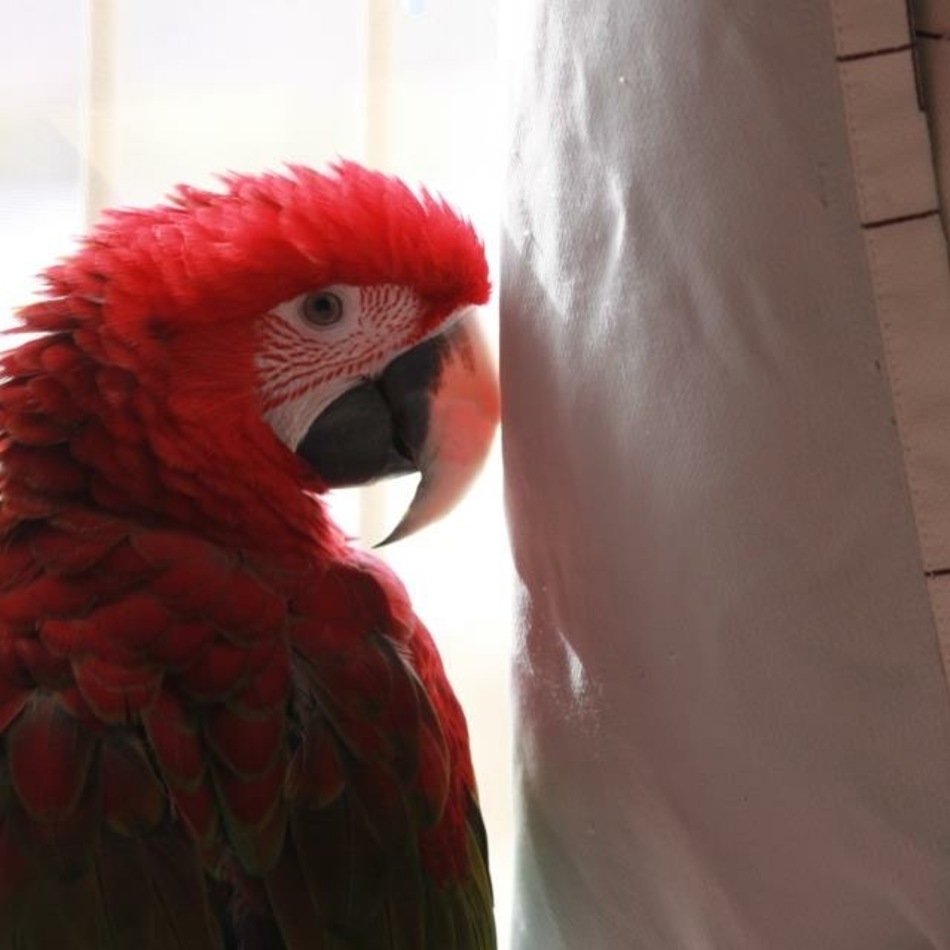 しゅりちゃんのカバー写真