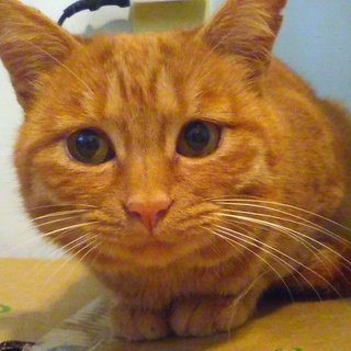 軽井沢の猫達③　とても優しい茶トラオス1歳