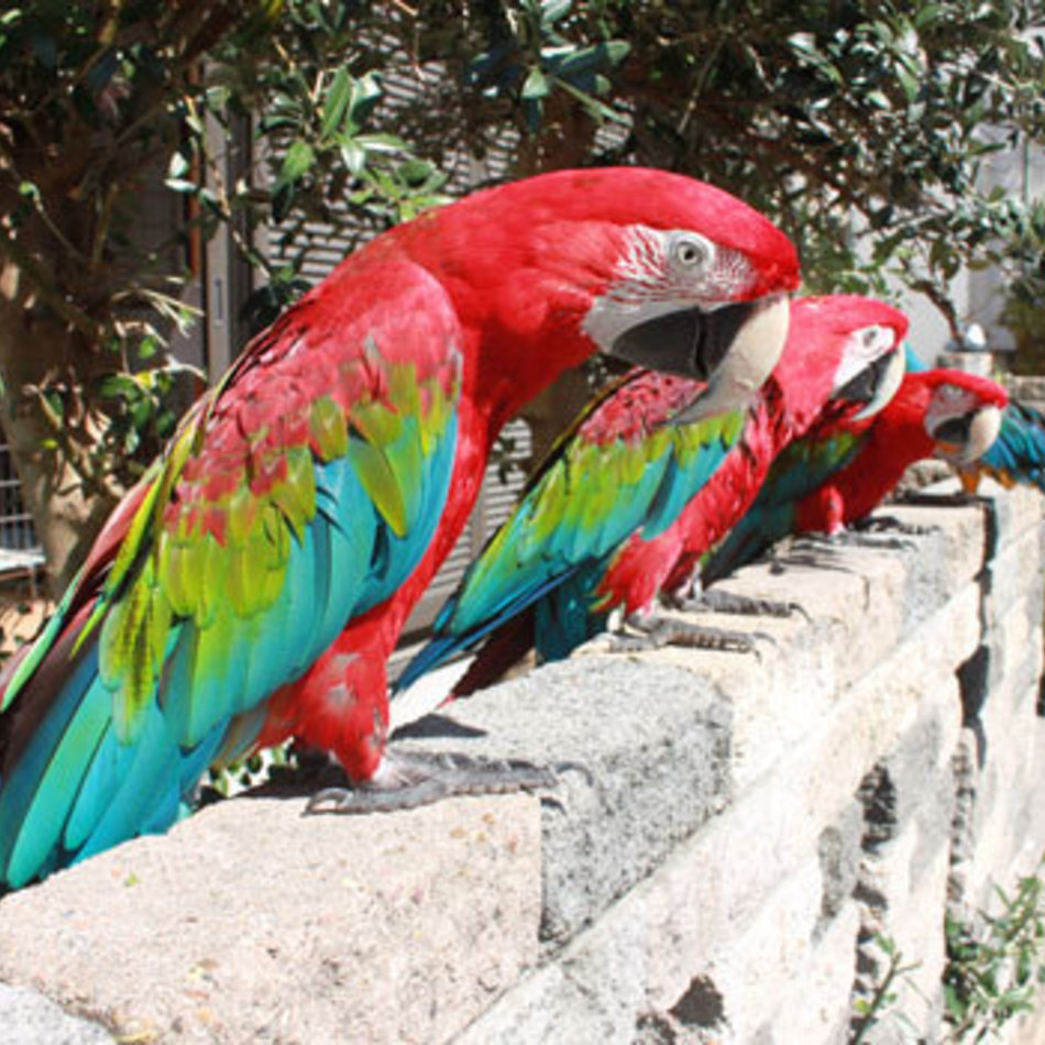 いおりちゃんのカバー写真