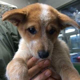 中型犬仔犬♡女の子里親募集