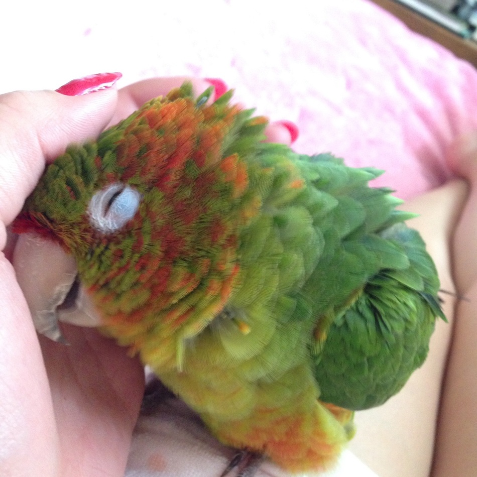 あるでばらんのカバー写真