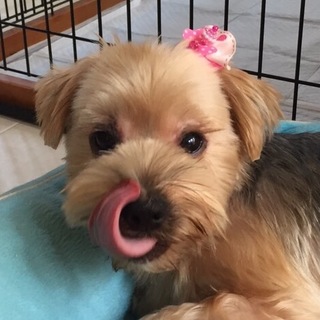 人が大好きで穏やかで優しい女の子♪