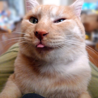 クリーム茶トラ　とても人懐っこい男の子です