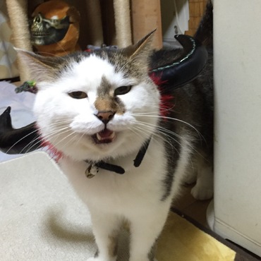 ハロウィンだにゃ〜