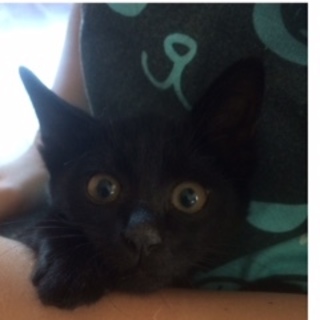 トライアル決定かぎしっぽ黒ねこちゃん♂