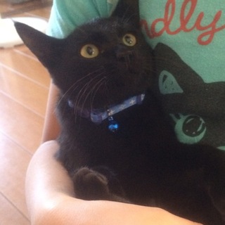 トライアル中かわいい黒ねこちゃん♀