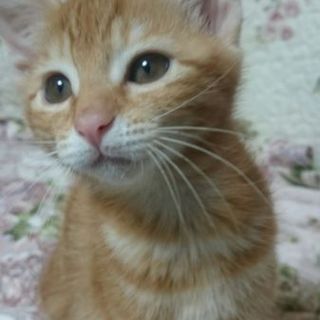 かわいい茶トラ３か月