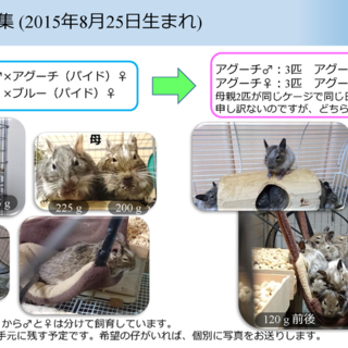 「8月25日生デグー　アグーチ♂♀」