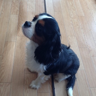 可愛がってくださる方、お願いします。