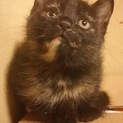 子猫（黒茶）