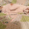 寝るの大好き。