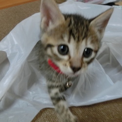 名前はまだニャい「紐が好き」