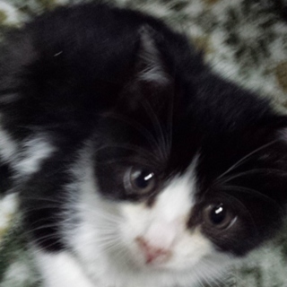 ありがとうございました