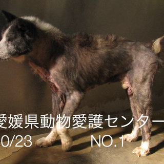 愛媛県動物愛護センターに収容されています。