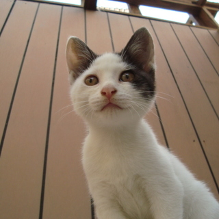 おかめのような柄の｢オカメちゃん」！！