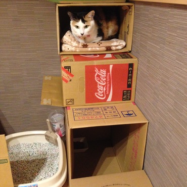 H27/10/25 まだ未完成だけど、キャットタワー。入ってくれて、すごく嬉しい！