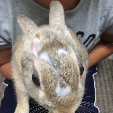 眉毛みたいに毛がぬけた(^^;;