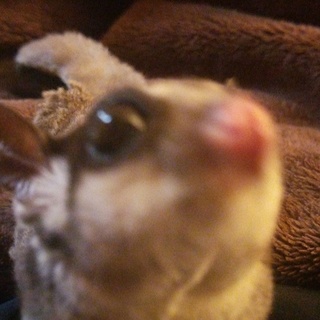 フクロモモンガ２歳 ♀北海道