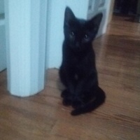 くろねこちゃん