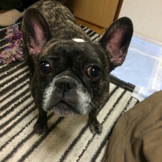 【一旦募集停止】ブーちゃん メス6歳