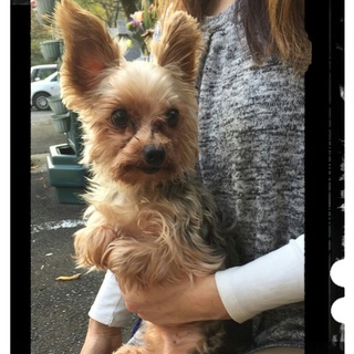 かわいい！ヨーキーちゃん、家族募集中です！5
