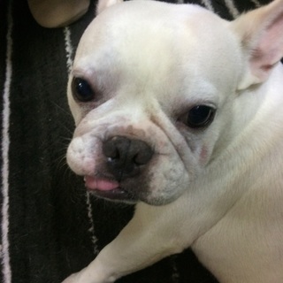 マール オス5歳　【一旦募集停止します】