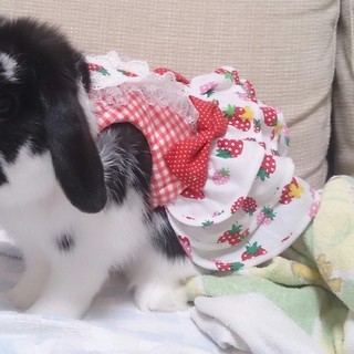 人馴れ可愛いタレ耳くん！