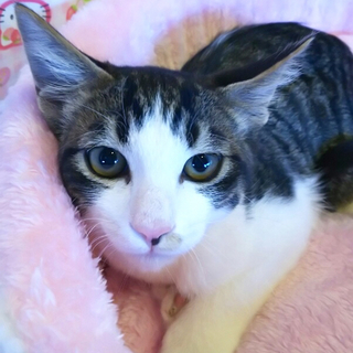 可愛いハチワレ白キジ♂（他媒体にて決定！）