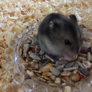 ジャンガリアンの子ハムちゃんです！